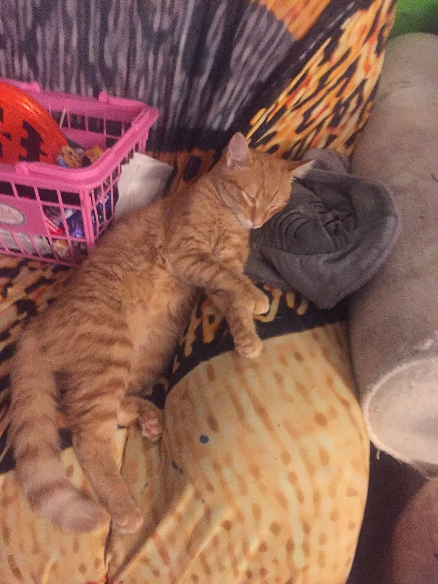 Ariel joined the competition — help win amazing prizes! carnivore, cat, cat_bed, cat_supply, claw, comfort, domestic_short_haired_cat, fawn, felidae, fur, linens, mammal, nap, paw, small_to_medium_sized_cats, tail, terrestrial_animal, vertebrate, whiskers, wood