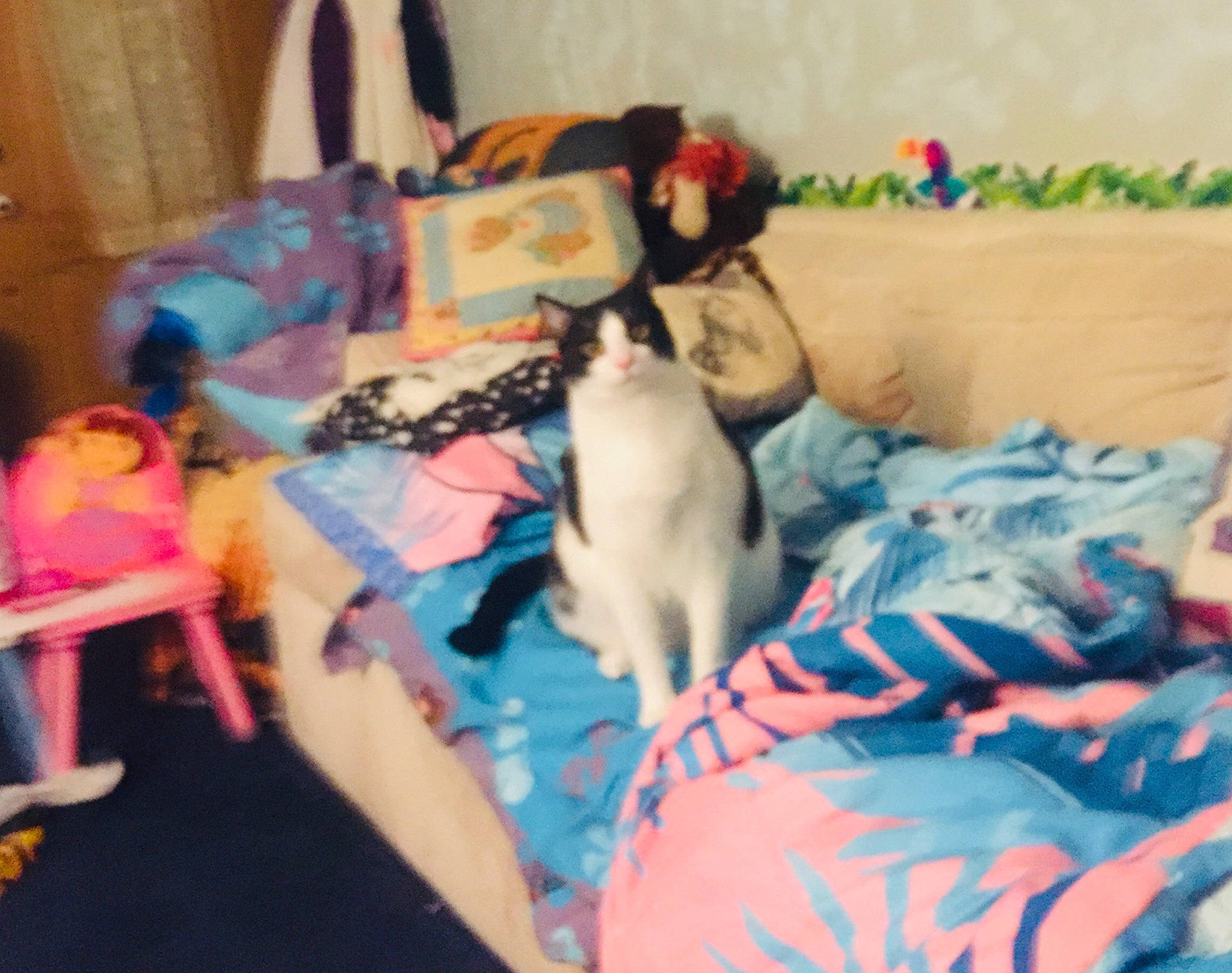 Moocow is registered to the contest to win money with this photo: bed, bed_sheet, canidae, carnivore, cat, child, comfort, companion_dog, domestic_short_haired_cat, fawn, felidae, fur, linens, nap, room, small_to_medium_sized_cats, sporting_group, tail, toy, whiskers
