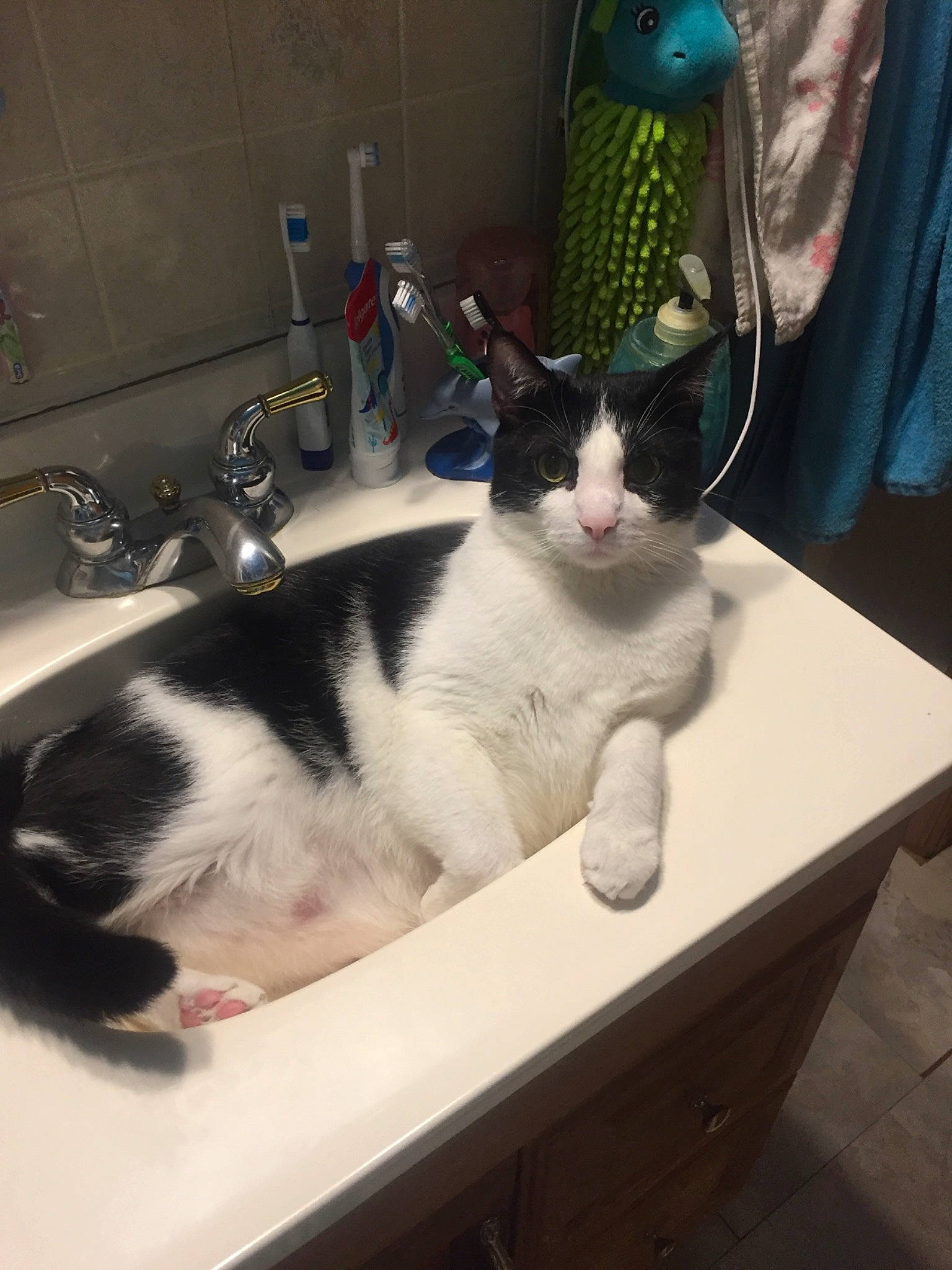 Moocow is registered to the contest to win money with this photo: carnivore, cat, comfort, domestic_short_haired_cat, felidae, fur, gas, mammal, paw, pet_supply, plumbing, plumbing_fixture, room, sink, small_to_medium_sized_cats, table, tail, tap, water_bottle, whiskers