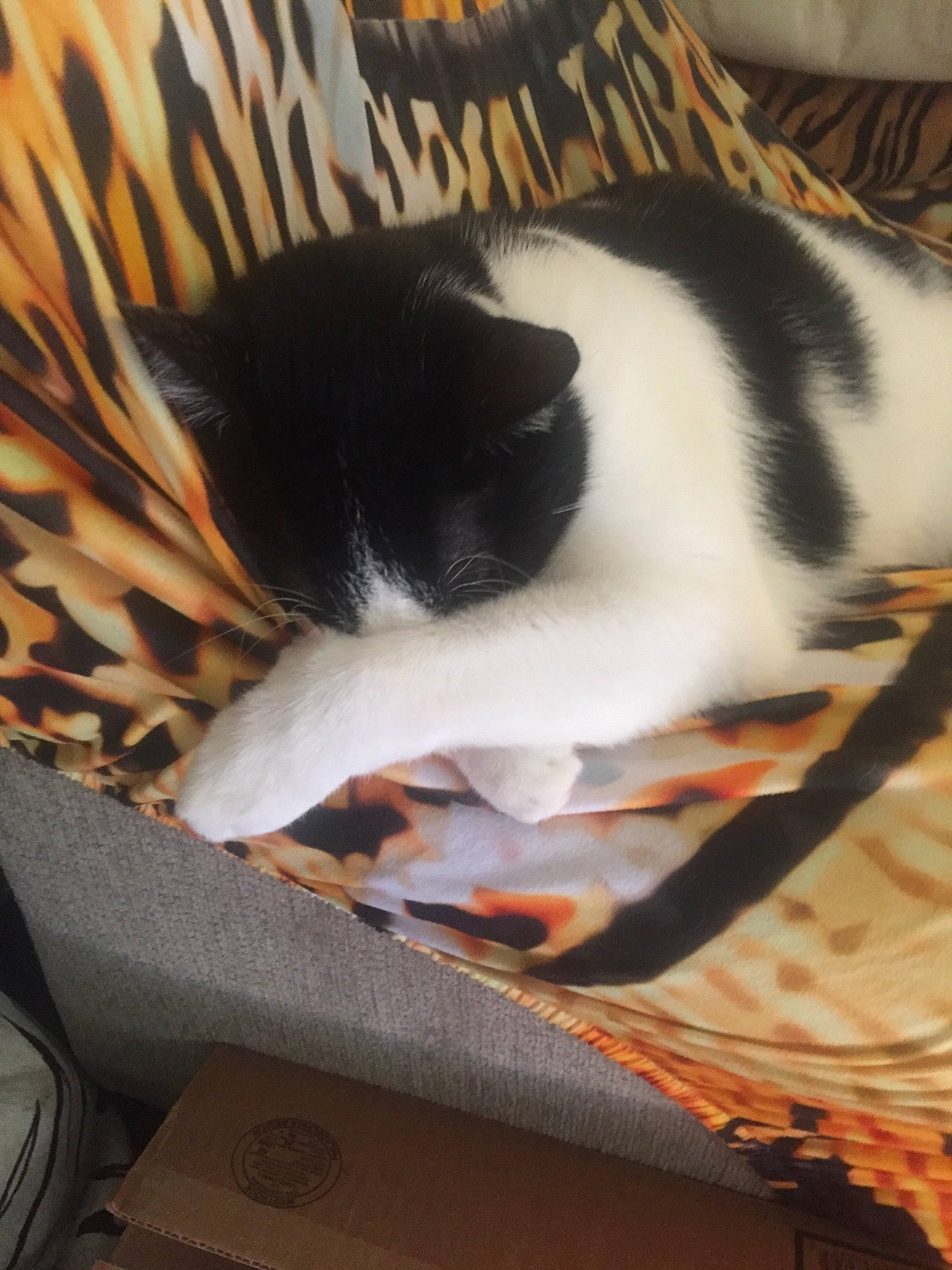 Moocow is registered to the contest to win money with this photo: carnivore, cat, cat_supply, comfort, domestic_short_haired_cat, felidae, fur, nap, natural_material, room, small_to_medium_sized_cats, snout, tail, tree, whiskers, wood