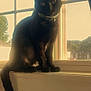 Alice joined the competition — help win amazing prizes! cat, black_cat, windowsill, window, sunlight, backlit, collar, bell, tail, indoor, pet, portrait, silhouette, whiskers, gaze, shadow, glass, screen, house, cozy