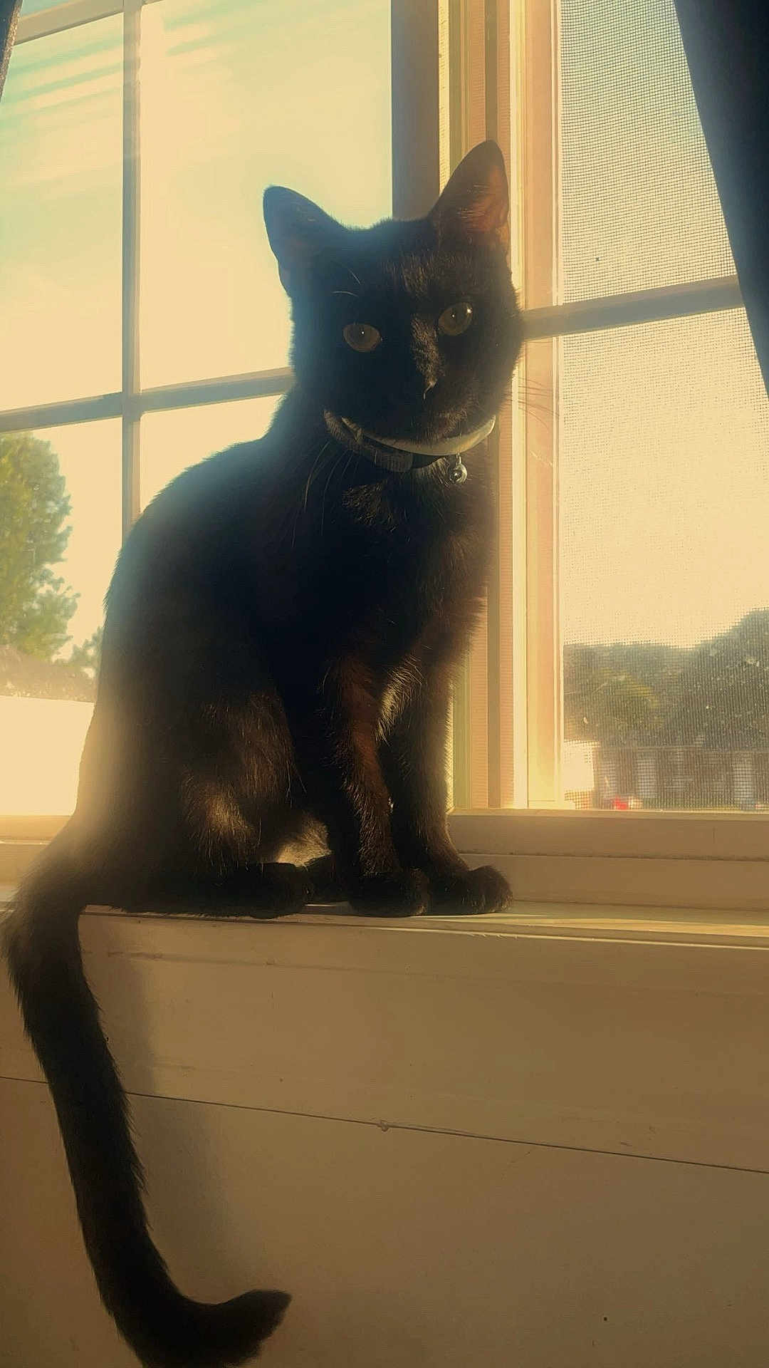 Alice joined the competition — help win amazing prizes! cat, black_cat, windowsill, window, sunlight, backlit, collar, bell, tail, indoor, pet, portrait, silhouette, whiskers, gaze, shadow, glass, screen, house, cozy
