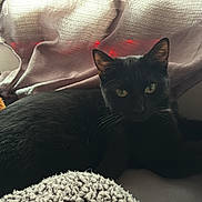 Alice joined the competition — help win amazing prizes! cat, black_cat, pet, window, curtain, blanket, stuffed_toy, plush, whiskers, yellow_eyes, cozy, indoor, fur, ears, led_lights, soft_texture, resting, portrait, furniture, shadow