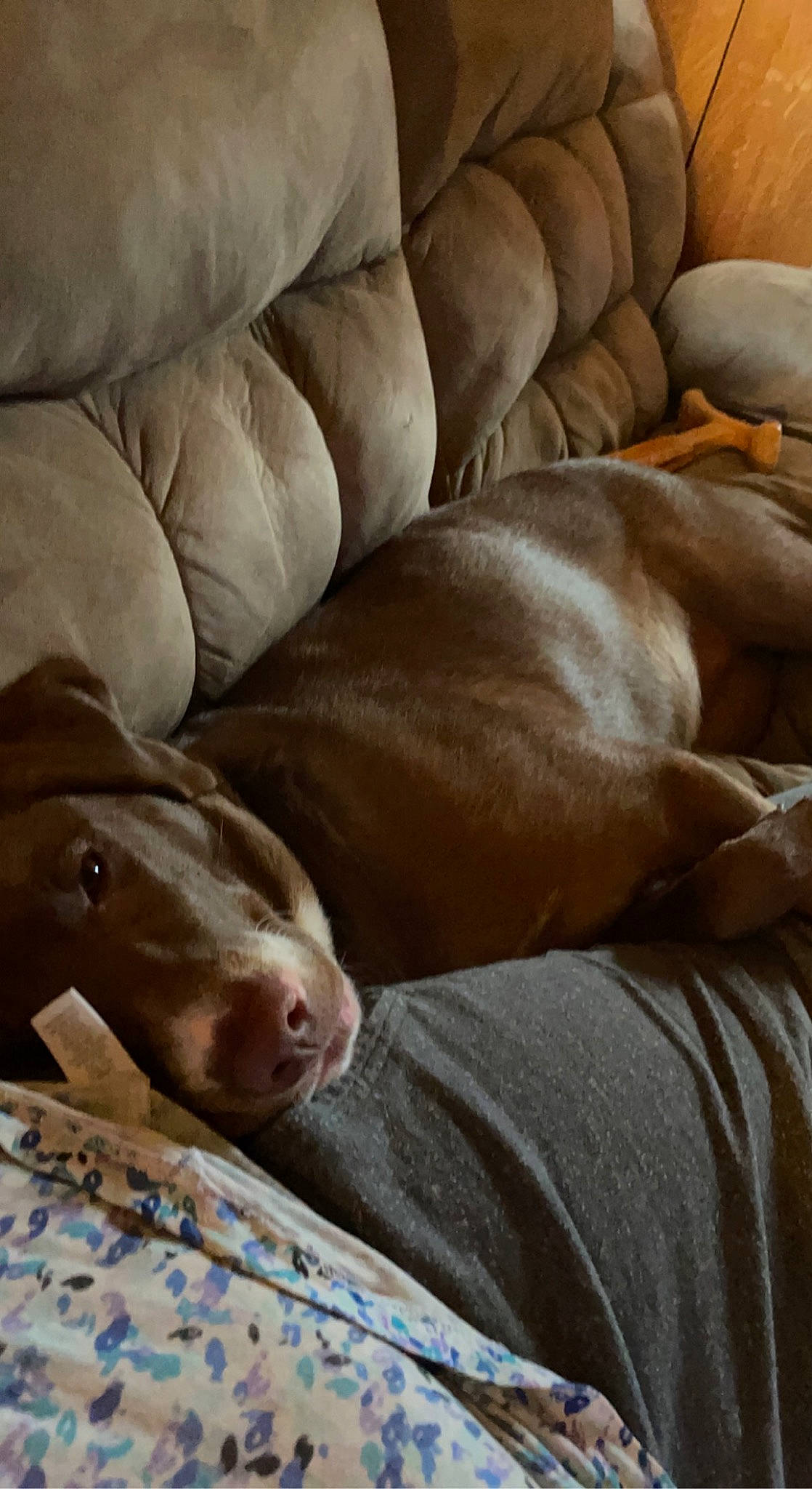 Ripley joined the competition — help win amazing prizes! brown, canidae, carnivore, comfort, companion_dog, dog, dog_breed, fawn, hardwood, linens, liver, nap, non_sporting_group, sleep, snout, sporting_group, terrestrial_animal, wood, working_animal, wrinkle