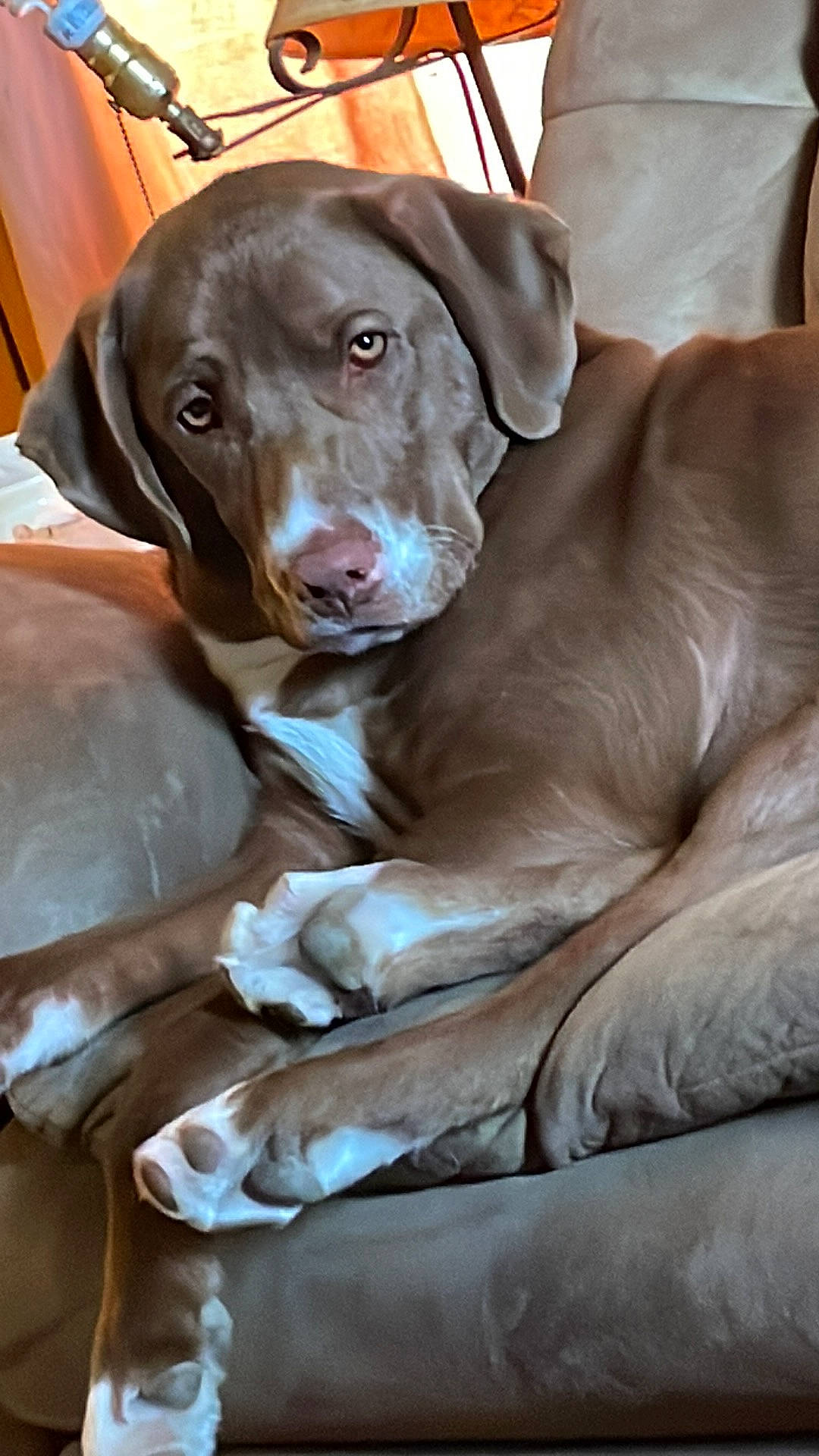 Ripley is registered to the contest to win money with this photo: borador, canidae, carnivore, collar, comfort, companion_dog, dog, dog_breed, dog_collar, fawn, fur, gun_dog, labrador_retriever, liver, pointing_breed, retriever, snout, sporting_group, whiskers, working_animal