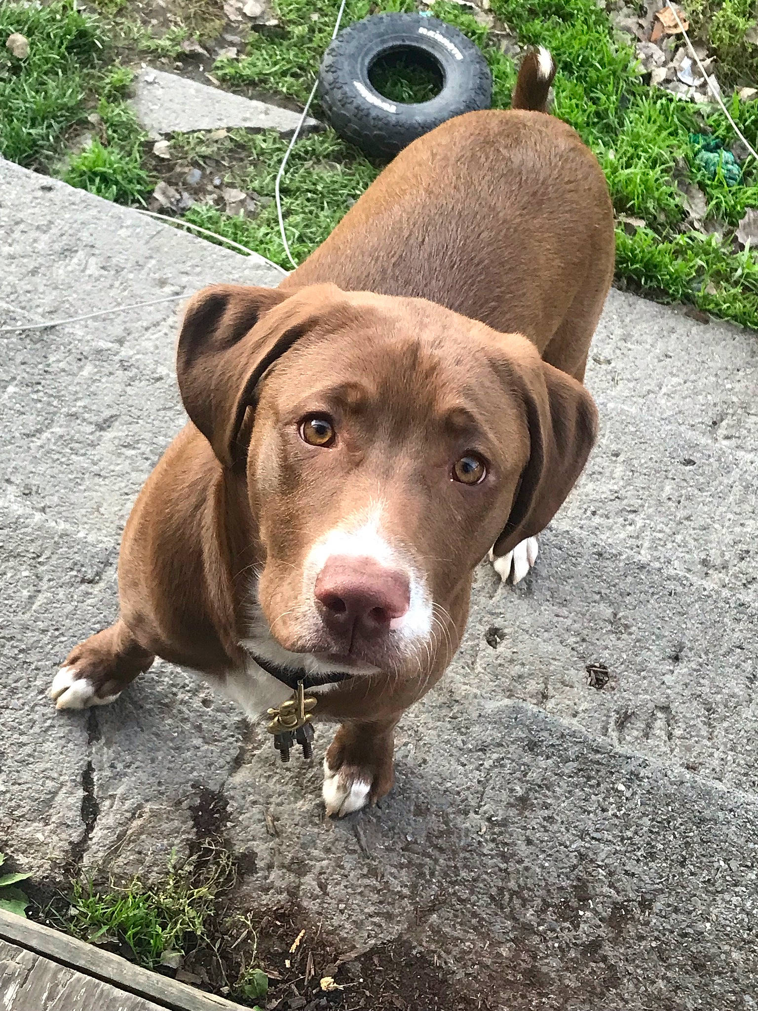 Ripley joined the competition — help win amazing prizes! canidae, carnivore, collar, companion_dog, dog, dog_breed, dog_collar, fawn, grass, hat, liver, plant, road_surface, snout, soil, sporting_group, sun_hat, terrestrial_animal, whiskers, working_animal