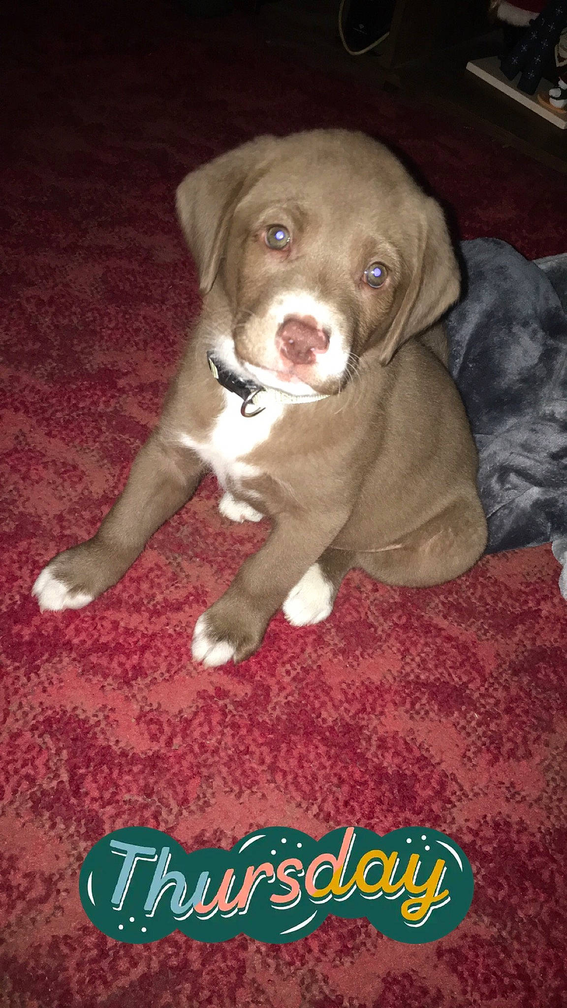 Ripley is registered to the contest to win money with this photo: canidae, carnivore, companion_dog, dog, dog_breed, dog_collar, fawn, fur, gun_dog, hunting_dog, liver, non_sporting_group, snout, sporting_group, terrestrial_animal, toy, whiskers, wood, working_animal