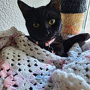 Pomme is registered to the contest to win money with this photo: animal, black_cat, blanket, cat, closeup, collar, cozy, crochet, curious, cute, domestic_cat, feline, fur, indoor, looking, pet, scratching_post, whiskers, yellow_eyes, young_cat