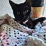 animal, black_cat, blanket, cat, closeup, collar, cozy, crochet, curious, cute, domestic_cat, feline, fur, indoor, looking, pet, scratching_post, whiskers, yellow_eyes, young_cat