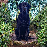 Lasko a rejoint le concours — aidez-le/la à gagner de superbes lots ! dog, black_dog, outdoor, nature, greenery, bushes, tree, stone_path, animal, pet, sitting, canine, forest, leaves, park, sunlight, portrait, fur, mammal, garden