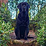 dog, black_dog, outdoor, nature, greenery, bushes, tree, stone_path, animal, pet, sitting, canine, forest, leaves, park, sunlight, portrait, fur, mammal, garden