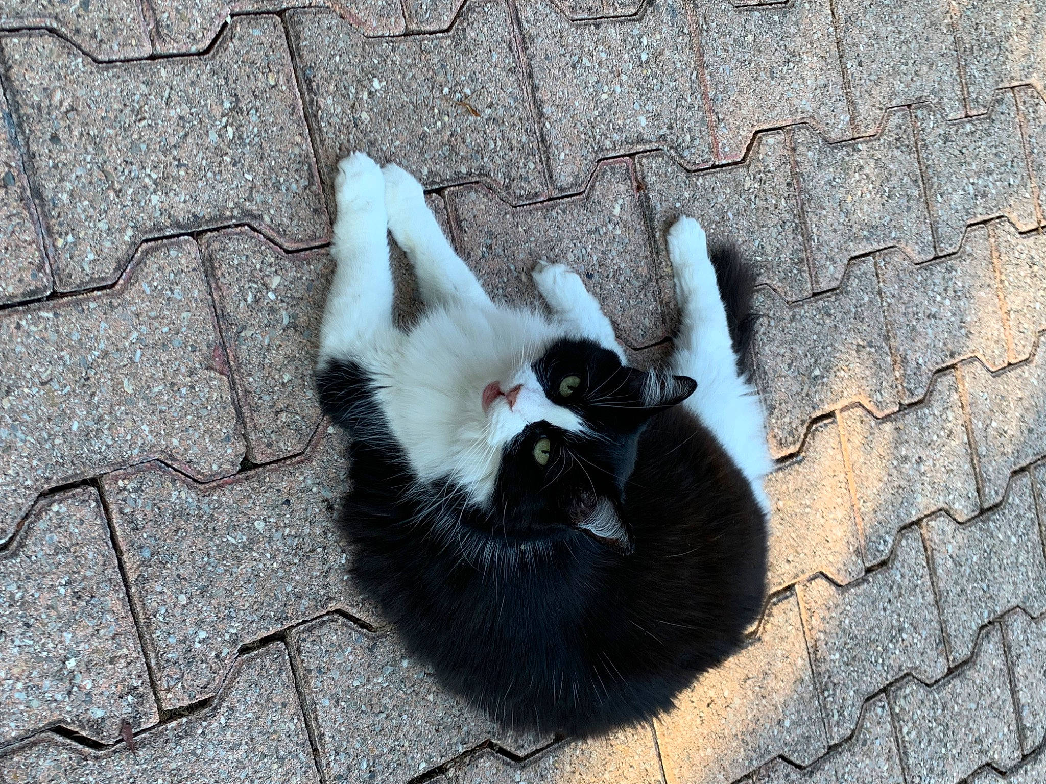 Chipie participe au concours pour gagner de l'argent avec cette photo : art, brick, brickwork, carnivore, cat, felidae, fur, monochrome, organism, paw, road_surface, shadow, small_to_medium_sized_cats, snout, street, tail, terrestrial_animal, tree, whiskers, wood