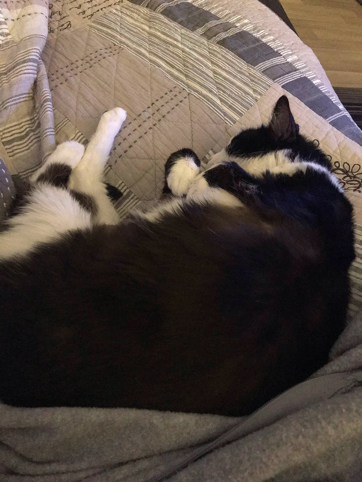 Banzai a rejoint le concours — aidez-le/la à gagner de superbes lots ! canidae, carnivore, cat, cloud, comfort, domestic_short_haired_cat, felidae, flooring, fur, linens, mammal, paw, small_to_medium_sized_cats, snout, tail, textile, tints_and_shades, vertebrate, whiskers, wood