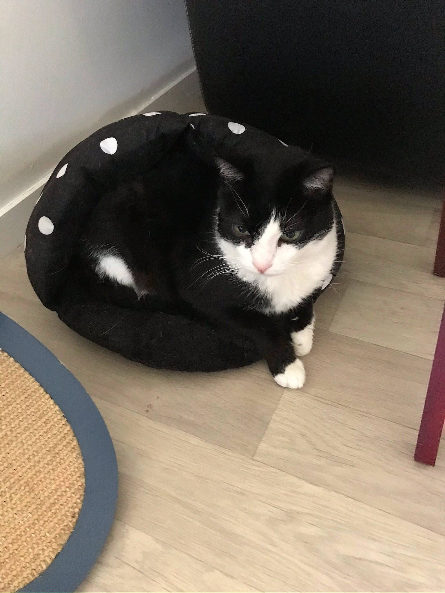 Banzai a rejoint le concours — aidez-le/la à gagner de superbes lots ! carnivore, cat, cat_supply, comfort, domestic_short_haired_cat, felidae, floor, flooring, fur, hardwood, laminate_flooring, pet_supply, room, small_to_medium_sized_cats, snout, tail, whiskers, wood, wood_flooring, wood_stain