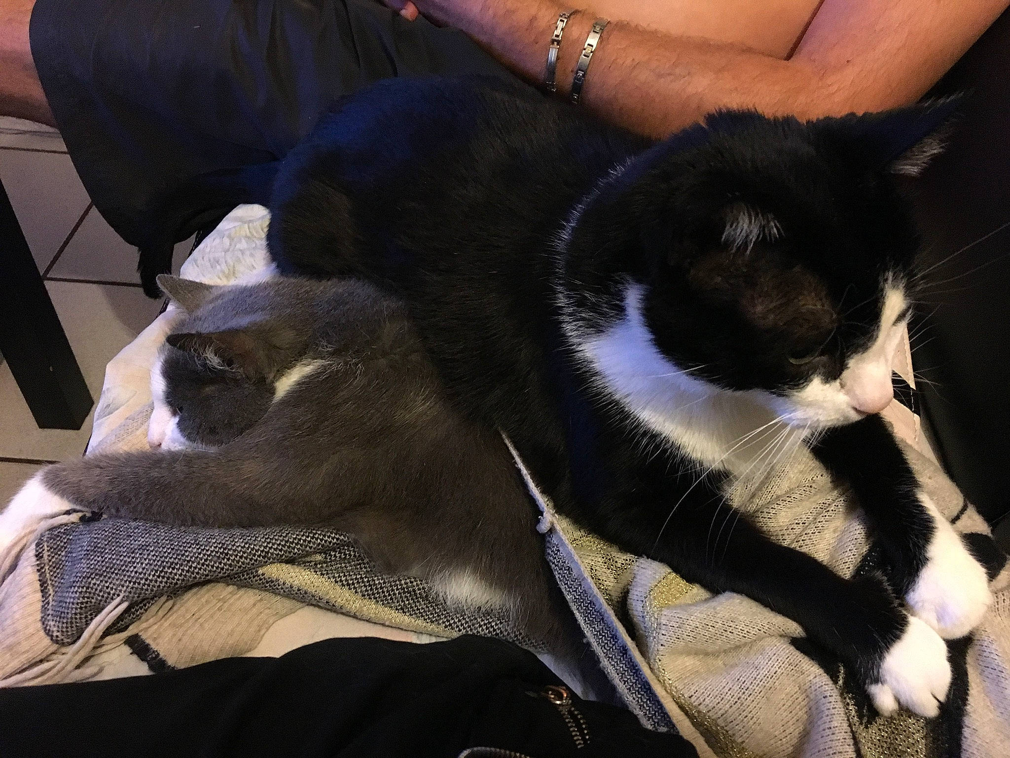 Banzai a rejoint le concours — aidez-le/la à gagner de superbes lots ! black_cat, canidae, carnivore, cat, claw, comfort, companion_dog, domestic_short_haired_cat, felidae, fur, human_leg, lap, linens, mammal, nap, small_to_medium_sized_cats, sporting_group, tail, vertebrate, whiskers