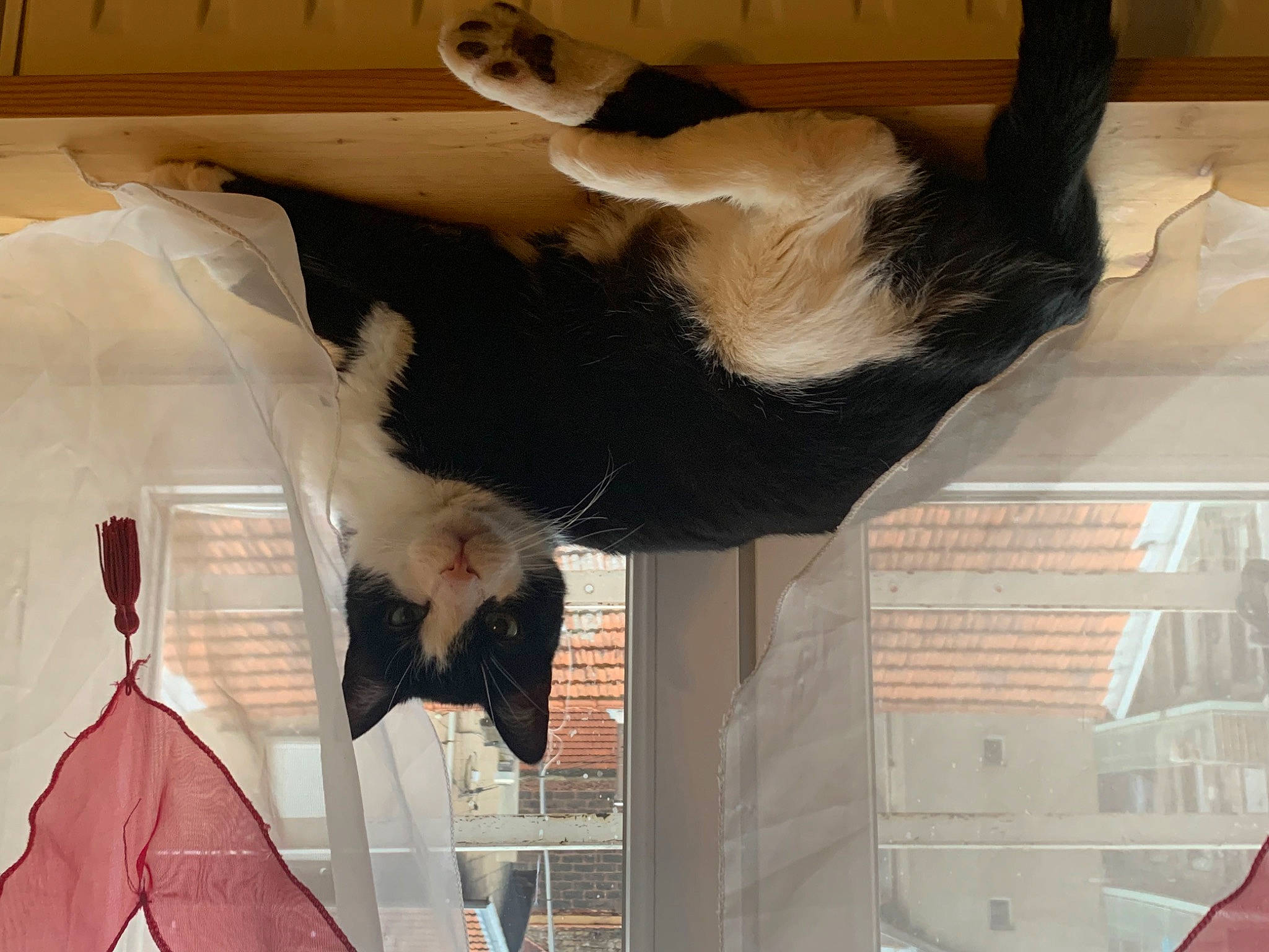 Banzai participe au concours pour gagner de l'argent avec cette photo : bat, canidae, carnivore, cat, companion_dog, dog_breed, domestic_short_haired_cat, feather, felidae, formal_wear, fur, natural_material, photography, small_to_medium_sized_cats, snapshot, snout, sporting_group, tail, whiskers, wing