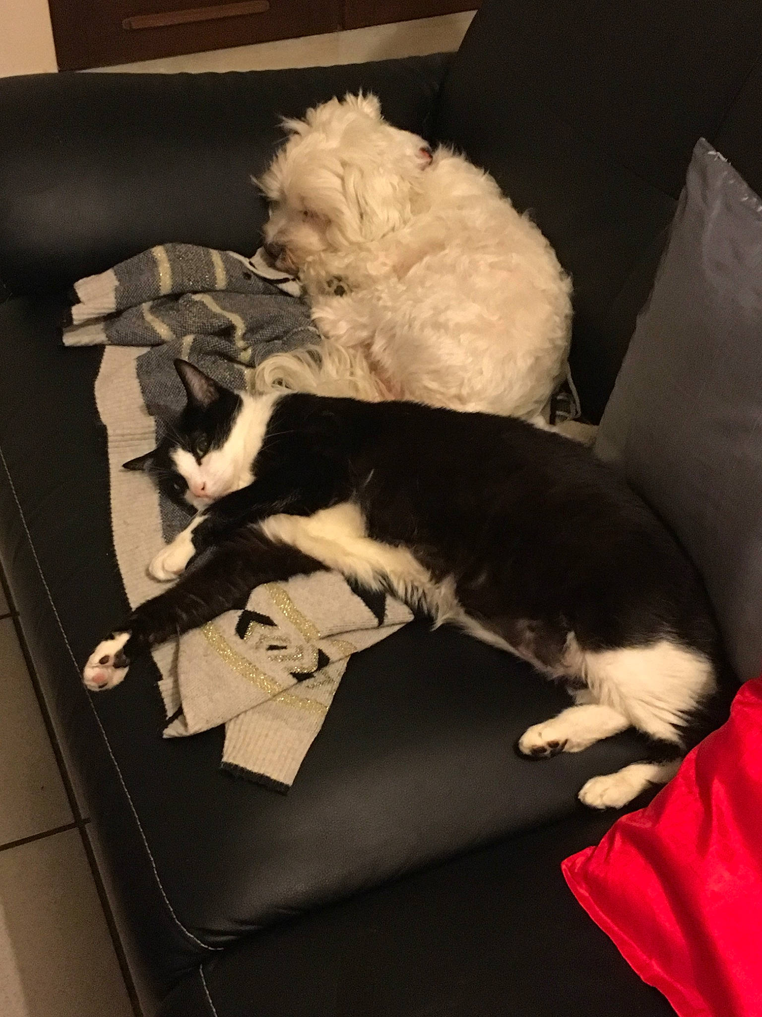 Banzai a rejoint le concours — aidez-le/la à gagner de superbes lots ! canidae, carnivore, companion_dog, couch, dog, dog_breed, fox_terrier, fur, furniture, nap, non_sporting_group, puppy, sporting_group, tail, toy_dog