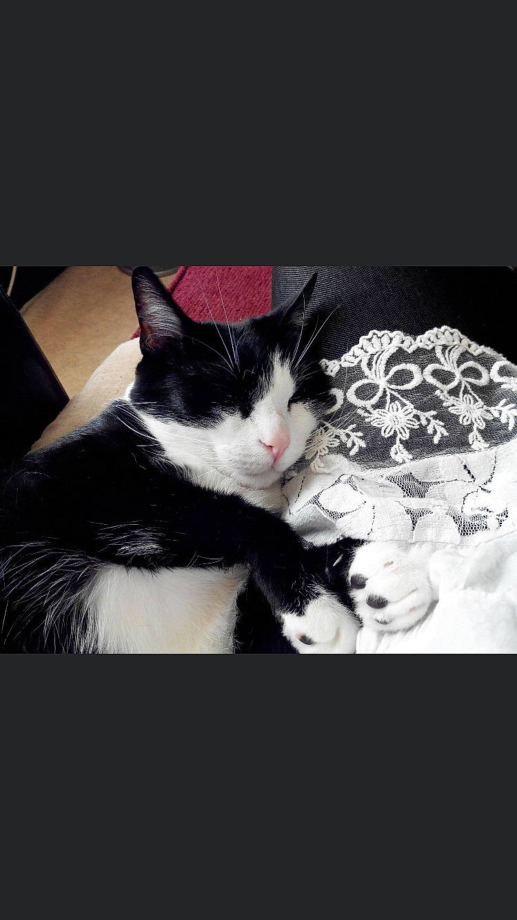 Banzai participe au concours pour gagner de l'argent avec cette photo : american_wirehair, black, black_and_white, black_cat, carnivore, cat, domestic_short_haired_cat, ear, european_shorthair, felidae, formal_wear, fur, kitten, monochrome_photography, photography, polydactyl_cat, small_to_medium_sized_cats, style, tail, whiskers