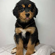 Sally joined the competition — help win amazing prizes! puppy, dog, pet, cute, fluffy, black_and_tan, sitting, portrait, young, animal, fur, ears, nose, paws, indoor, blanket, adorable, canine, companion, cute_pet