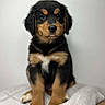 adorable, animal, black_and_tan, blanket, canine, companion, cute, cute_pet, dog, ears, fluffy, fur, indoor, nose, paws, pet, portrait, puppy, sitting, young