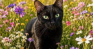 Dolly joined the competition — help win amazing prizes! cat, black_cat, green_eyes, wildflowers, meadow, nature, outdoor, flora, spring, summer, animal, mammal, feline, walking, closeup, colorful, sunlight, grass, plant, field