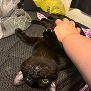 Dolly is registered to the contest to win money with this photo: black_cat, cat, pet, hand, paw, playful, indoor, bed, blanket, plastic_bag, yellow_bag, textured_surface, feline, claws, fur, eyes, resting, person, grabbing, cozy