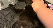 Dolly is registered to the contest to win money with this photo: bed, black_cat, blanket, cat, claws, cozy, eyes, feline, fur, grabbing, hand, indoor, paw, person, pet, plastic_bag, playful, resting, textured_surface, yellow_bag