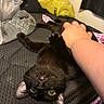 black_cat, cat, pet, hand, paw, playful, indoor, bed, blanket, plastic_bag, yellow_bag, textured_surface, feline, claws, fur, eyes, resting, person, grabbing, cozy