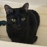 Dolly joined the competition — help win amazing prizes! cat, black_cat, pet, animal, bathtub, indoor, curious, feline, domestic_animal, looking, sitting, ears, whiskers, eyes, floor, bathroom, tile, side_view, shadow, quiet