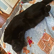 Dolly is registered to the contest to win money with this photo: animal, black_cat, blanket, cat, conair, cozy, curious, door, feline, gingerbread_house, gingerbread_men, hairbrush, holiday_theme, indoor, lying_down, pet, relaxed, soft_texture, whiskers, wooden_floor