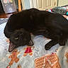Dolly is registered to the contest to win money with this photo: animal, black_cat, blanket, cat, cozy, cute, decor, feline, floor, fridge, gingerbread_house, gingerbread_man, hairbrush, home, indoor, lying_down, pet, playful, relaxed, unicorn_sticker