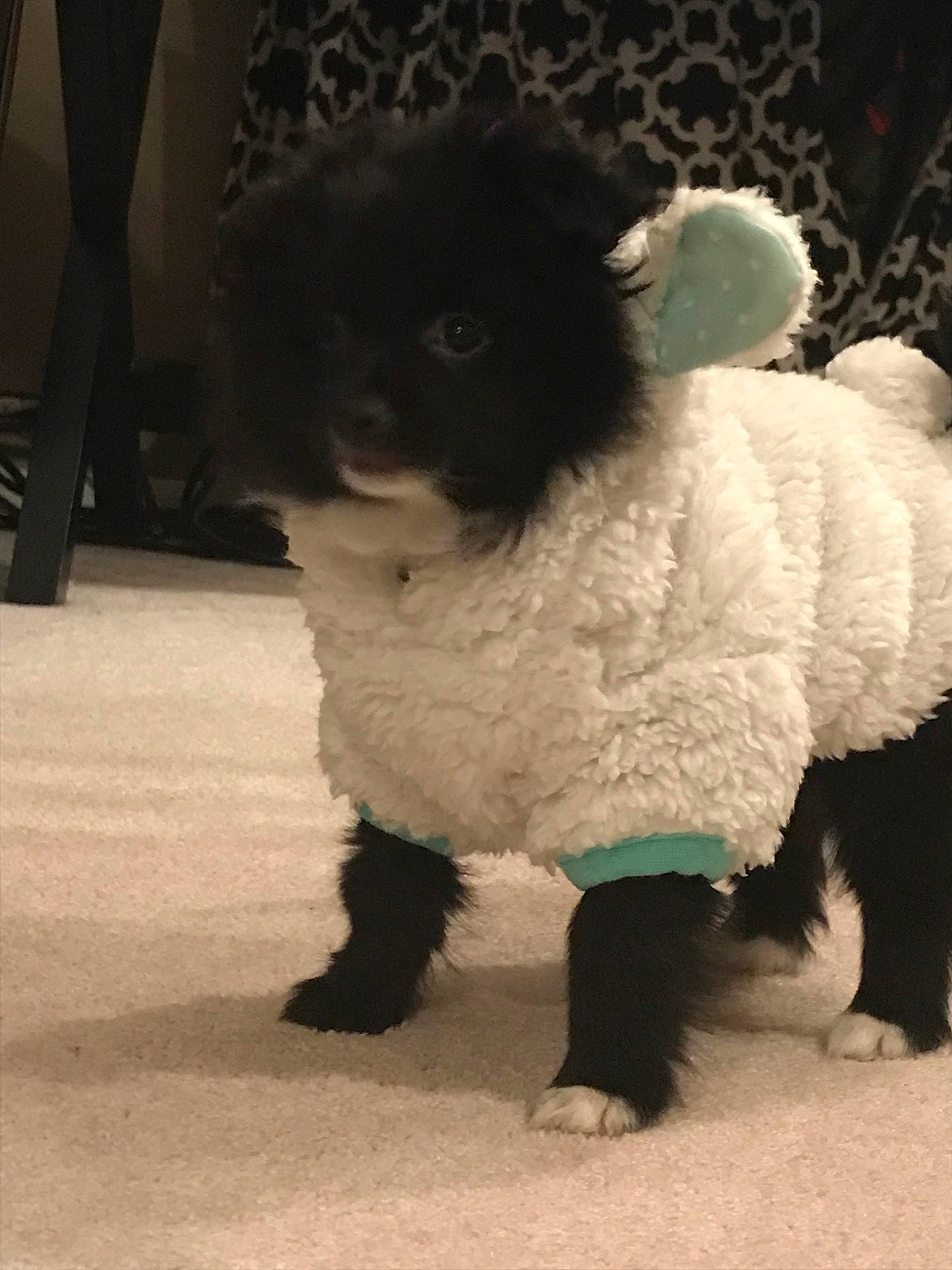 Winston is registered to the contest to win money with this photo: canidae, carnivore, companion_dog, dog, dog_breed, dog_clothes, fur, mammal, miniature_poodle, non_sporting_group, pomeranian, poodle, puppy, sporting_group, toy_dog, toy_poodle, vertebrate