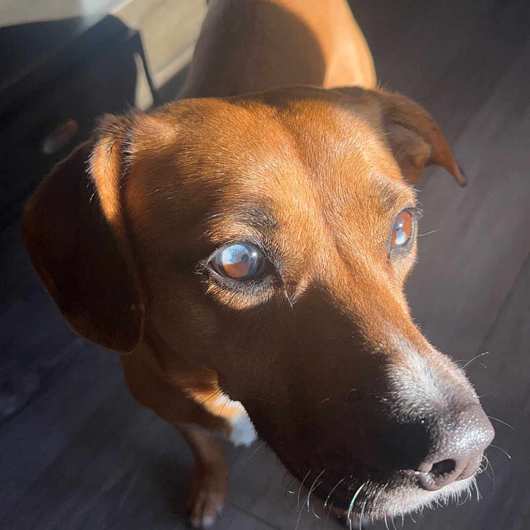 Molly is registered to the contest to win money with this photo: accessories, animal, beagle, boxer, bulldog, canine, collar, dog, furniture, hardwood, hound, indoors, interiordesign, labradorretriever, pet, plywood, pointer, puppy, snout, wood
