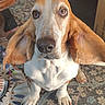dog, basset_hound, long_ears, brown_and_white, pet, animal, portrait, sitting, indoors, living_room, floral_rug, couch, blanket, cardboard_box, wooden_table, large_nose, wide_eyes, front_facing, domestic_animal, photography