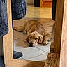 Sun a rejoint le concours — aidez-le/la à gagner de superbes lots ! dog, puppy, golden_retriever, mirror, reflection, tile_floor, indoor, wooden_frame, staircase, board_game, cat_tree, pet, resting, living_room, furniture, cozy, home, brown, black, relax