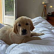 Sun a rejoint le concours — aidez-le/la à gagner de superbes lots ! puppy, golden_retriever, dog, bed, white_bedspread, indoor, lamp, furniture, door, open_door, greenery, window, curious, cozy, pet, animal, resting, soft_light, home, cute