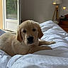 puppy, golden_retriever, dog, bed, white_bedspread, indoor, lamp, furniture, door, open_door, greenery, window, curious, cozy, pet, animal, resting, soft_light, home, cute