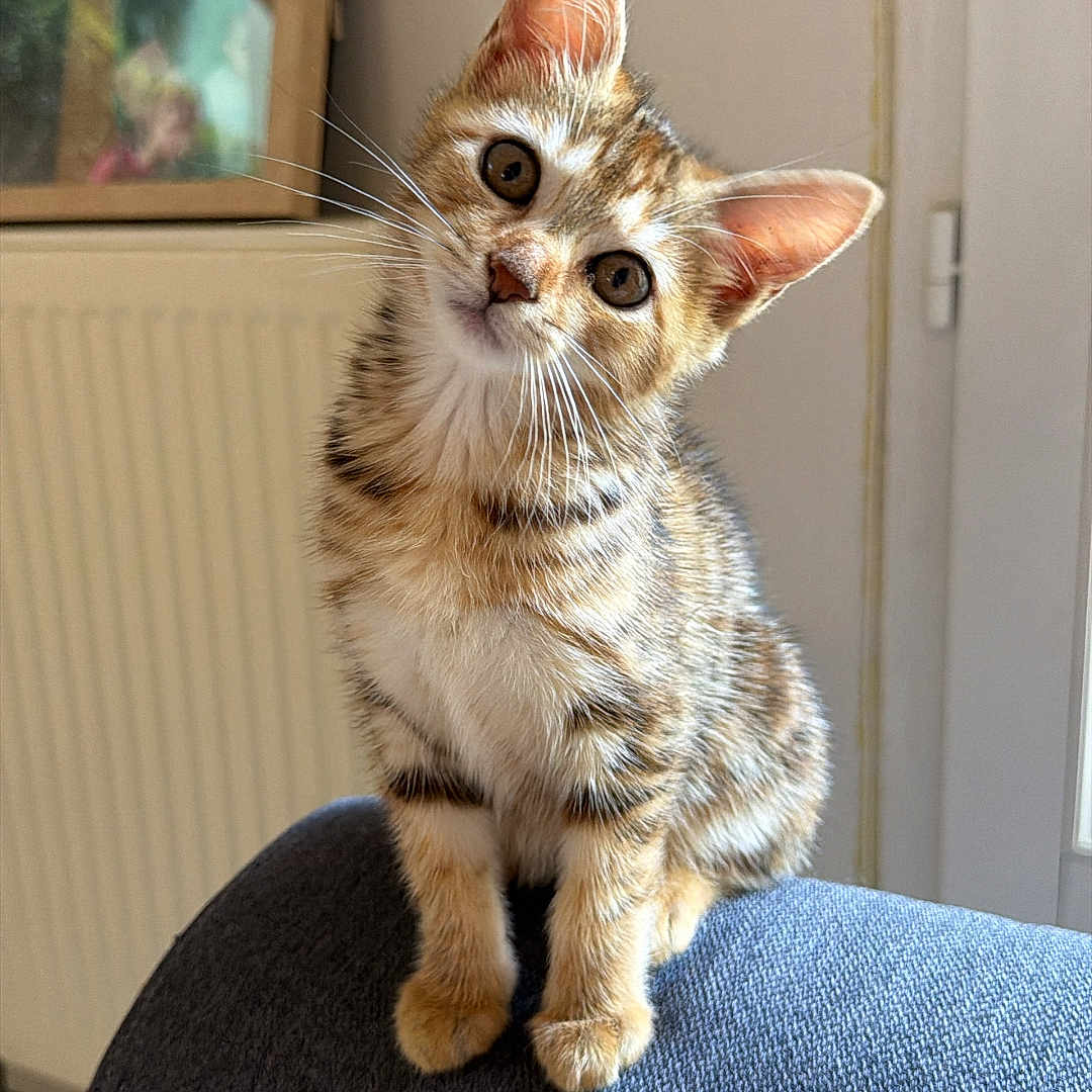 Baya