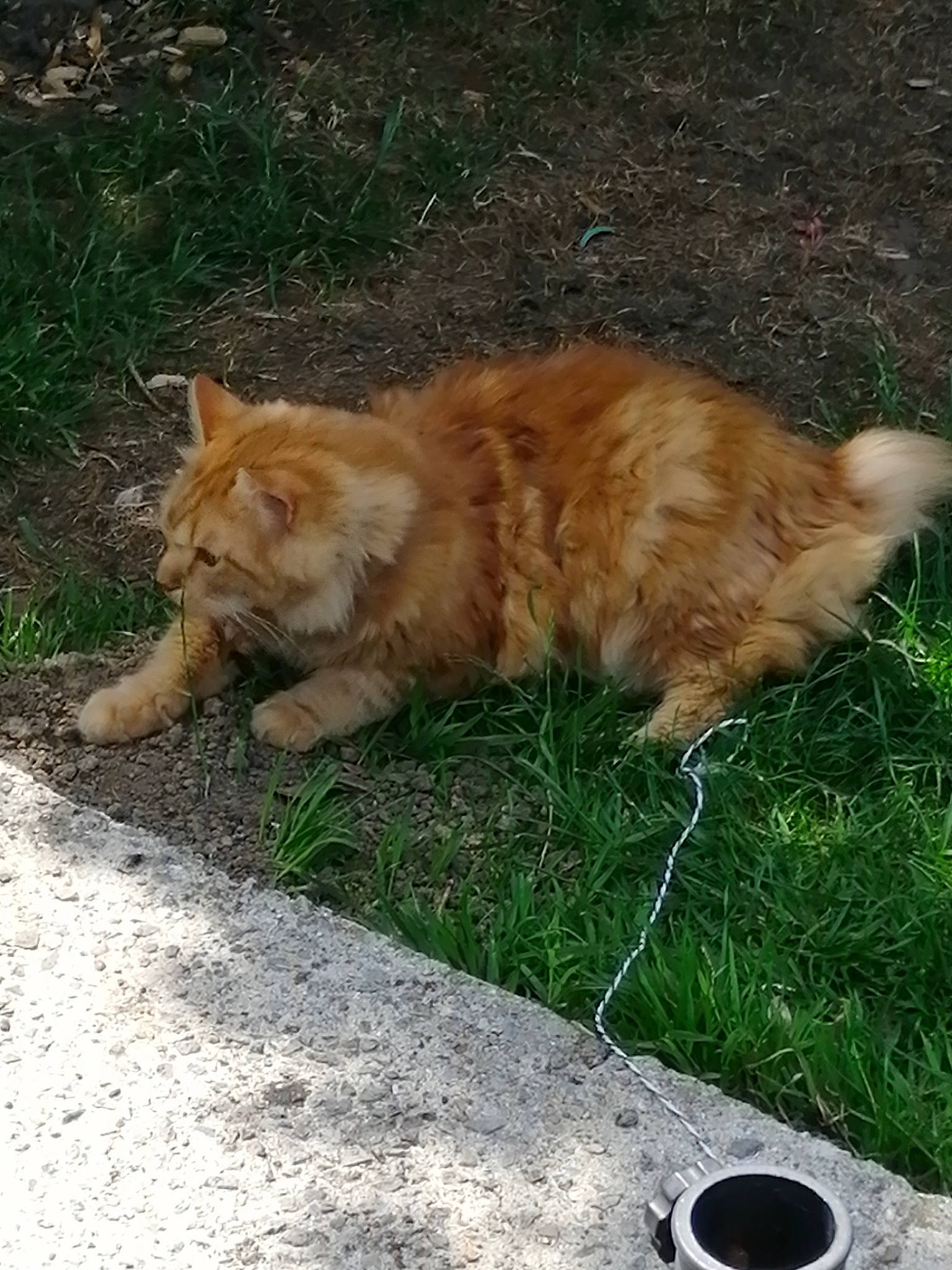 Pablo a rejoint le concours — aidez-le/la à gagner de superbes lots ! asphalt, canidae, carnivore, cat, claw, domestic_short_haired_cat, eye, fawn, felidae, fur, grass, plant, road_surface, small_to_medium_sized_cats, soil, tail, terrestrial_animal, whiskers, wildlife