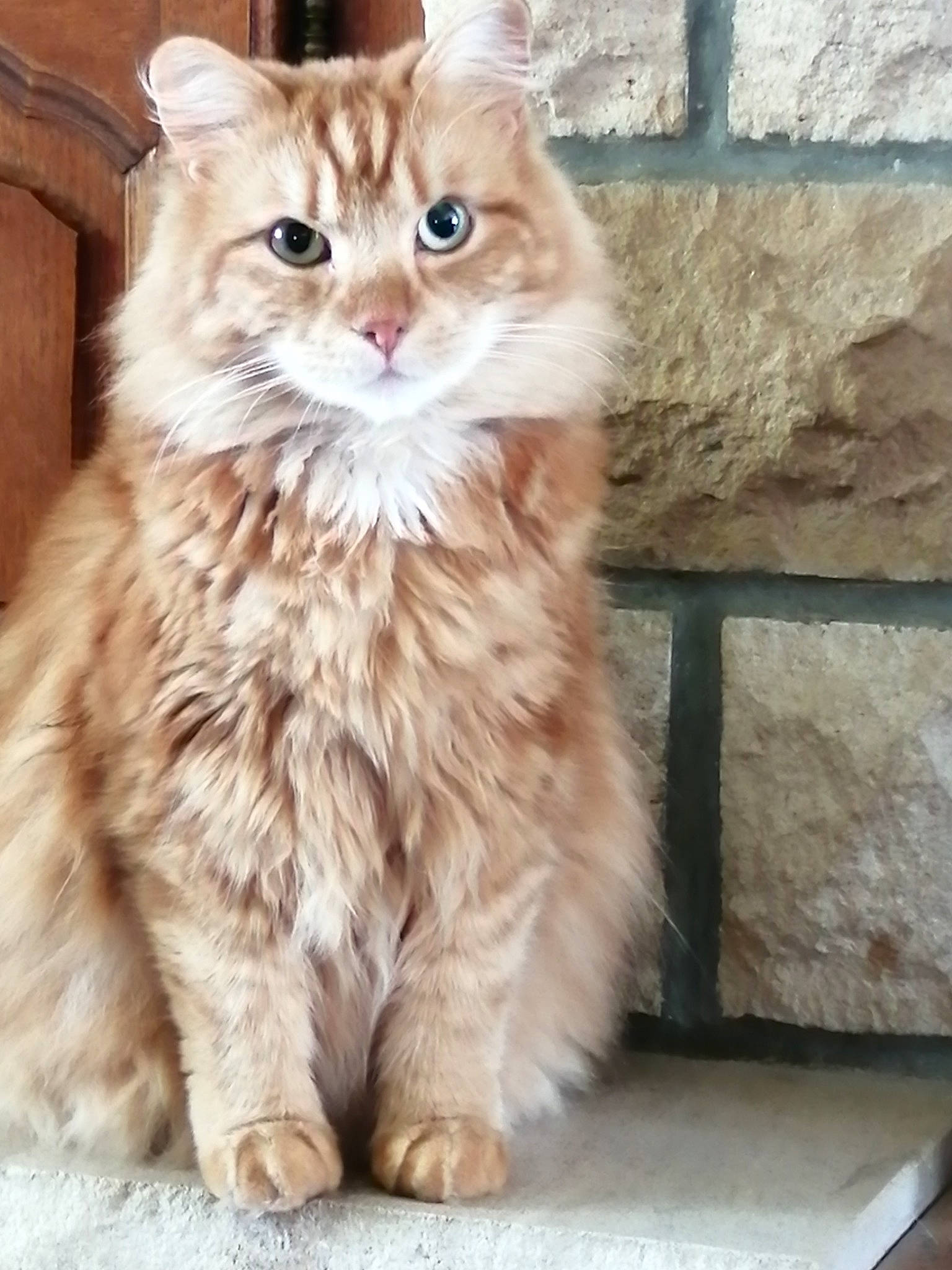 Pablo a rejoint le concours — aidez-le/la à gagner de superbes lots ! british_longhair, carnivore, cat, fawn, felidae, flooring, fur, maine_coon, sitting, small_to_medium_sized_cats, snout, terrestrial_animal, whiskers, window, wood