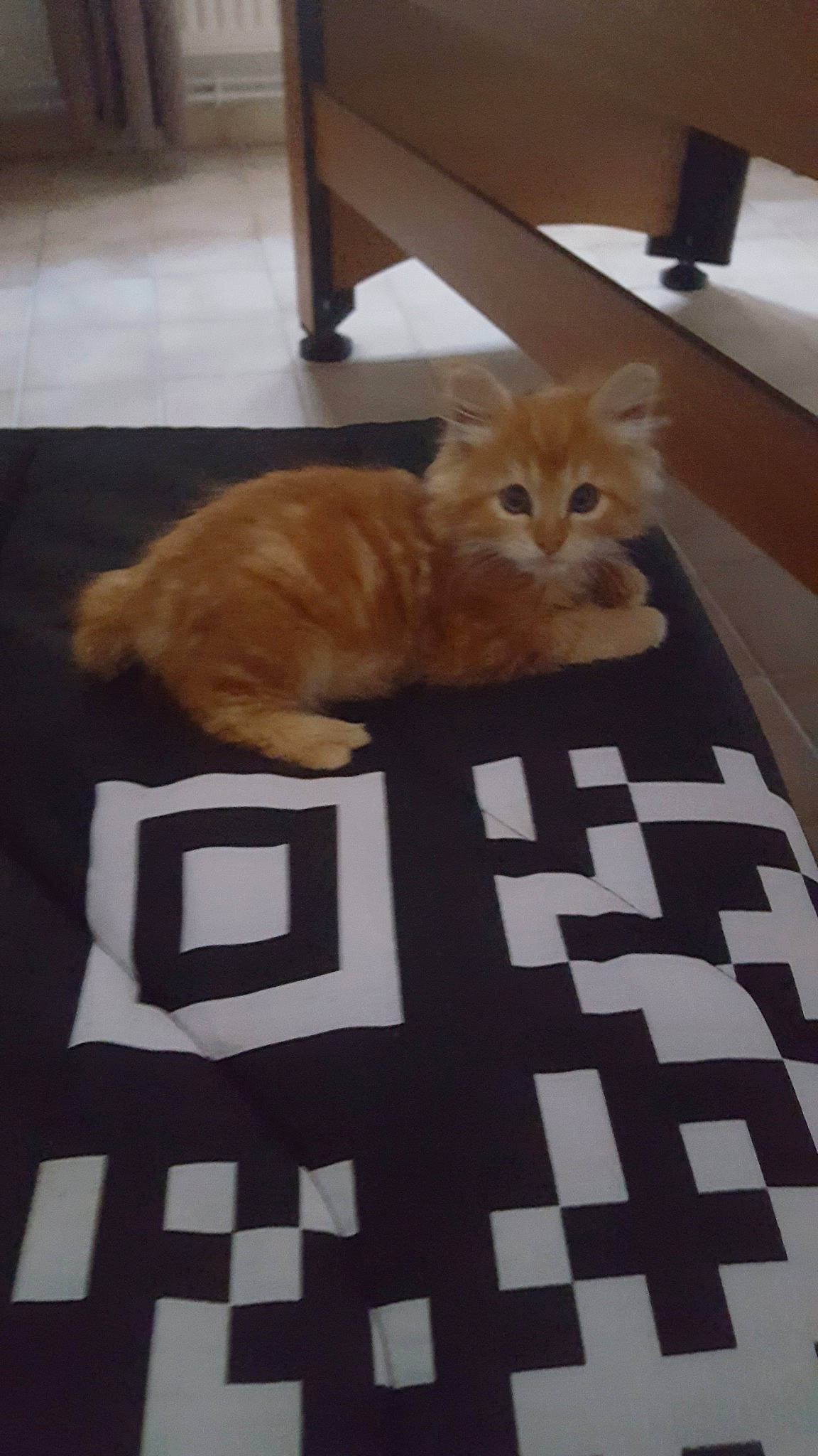 Pablo a rejoint le concours — aidez-le/la à gagner de superbes lots ! carnivore, cat, european_shorthair, fawn, felidae, floor, flooring, fur, hardwood, kitten, paw, persian, room, small_to_medium_sized_cats, tail, whiskers, wood