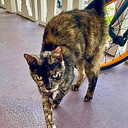 Pola joined the competition — help win amazing prizes! animal, bicycle, cat, closeup, curious, daytime, ears, feline, floor, legs, outdoor, pet, porch, railing, sunlight, tail, tortoiseshell, walking, wheel, whiskers