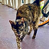 animal, bicycle, cat, closeup, curious, daytime, ears, feline, floor, legs, outdoor, pet, porch, railing, sunlight, tail, tortoiseshell, walking, wheel, whiskers