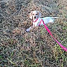 dog, white_dog, brown_spots, pink_harness, pink_leash, dry_grass, outdoor, nature, lying_down, pet, canine, grass, field, animal, leash, curious, relaxed, daylight, summer, closeup