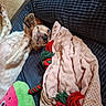 Barbie participe au concours pour gagner de l'argent avec cette photo : dog, puppy, lying_down, blanket, plush_toy, pink_blanket, couch, cozy, indoor, paw, fur, pet, resting, cute, playful, relaxed, home, comfort, toy, texture