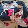 dog, bed, toy, blanket, floor, tile, indoor, relaxed, playful, pet, cozy, canine, resting, stuffed_toy, rope_toy, pink_toy, blue_toy, animal, pet_bed, home