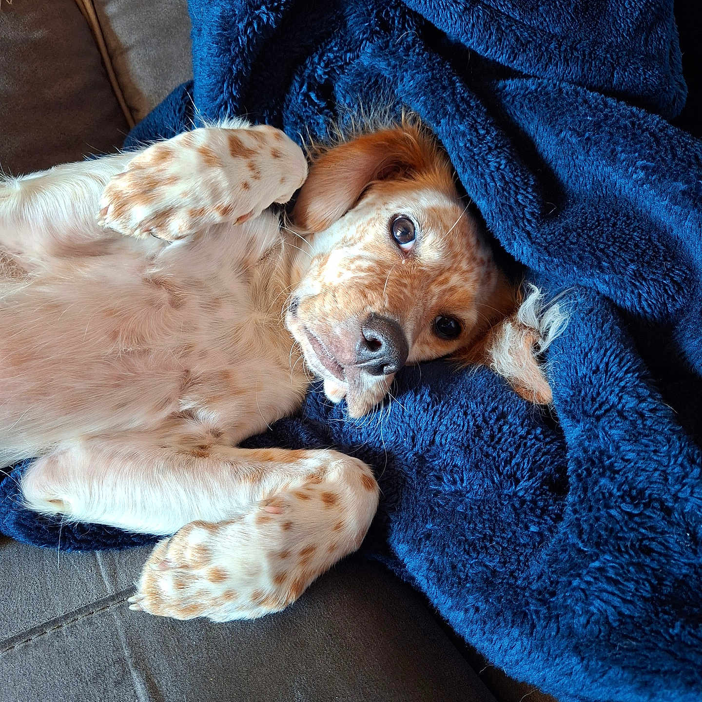 Barbie participe au concours pour gagner de l'argent avec cette photo : dog, puppy, blanket, blue_blanket, couch, pet, lying_down, cozy, relaxed, fur, spotted, cute, paw, nose, ears, indoor, animal, face, resting, comfort