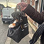 Bobby participe au concours pour gagner de l'argent avec cette photo : puppy, dog, bag, hand, street, van, sidewalk, brick_building, cloudy_sky, urban, pet, cute, animal, paw, leash, person, tattoo, outdoor, walking, canine