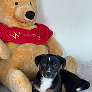 Bobby participe au concours pour gagner de l'argent avec cette photo : puppy, dog, stuffed_bear, plush_toy, blanket, indoor, cute, pet, lying_down, brown, black, white, fur, toy, comfort, cozy, animal, soft, resting, home