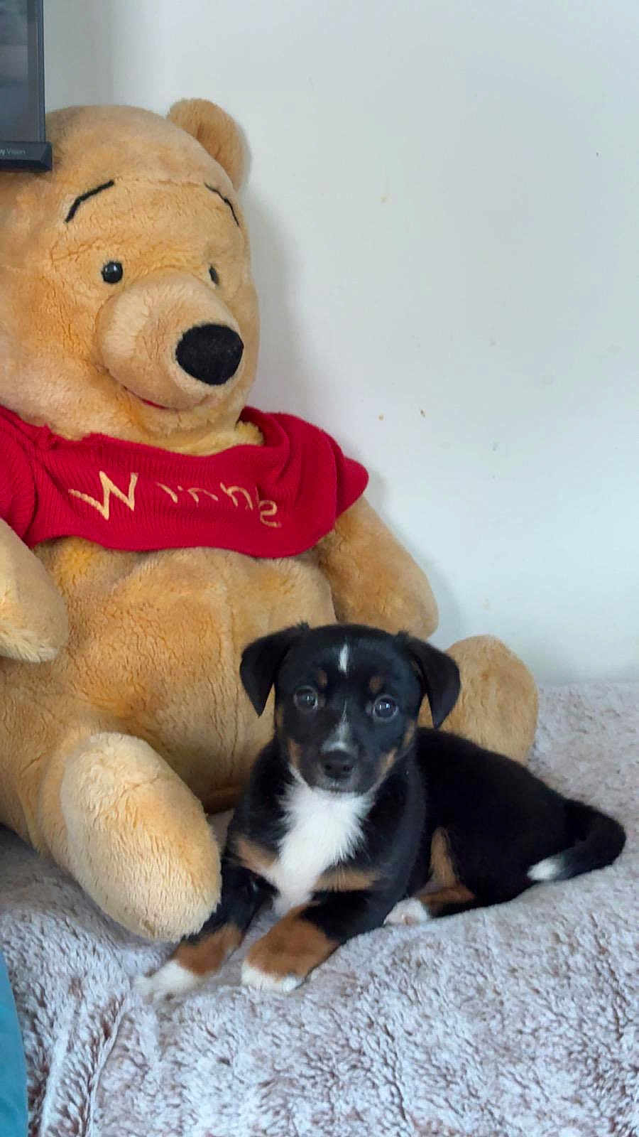 Bobby participe au concours pour gagner de l'argent avec cette photo : puppy, dog, stuffed_bear, plush_toy, blanket, indoor, cute, pet, lying_down, brown, black, white, fur, toy, comfort, cozy, animal, soft, resting, home